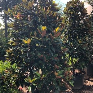 Meet your Posher, Jillian